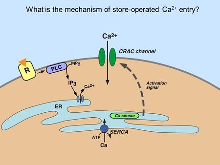 What is the mechanism of store-operated Ca 2+ entry?