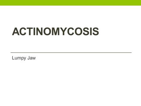 ACTINOMYCOSIS Lumpy Jaw. Definition: cattle mainlyactinomyces bovisrarefying periostitis It is a chronic infectious debilitating disease of cattle mainly,