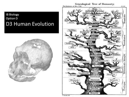 IB Biology Option D D3 Human Evolution IB Biology Option D D3 Human Evolution 1.