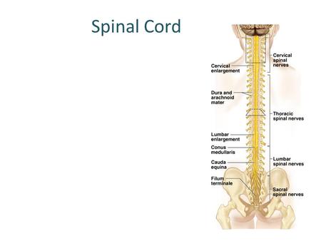 Spinal Cord. It is continuous with the medulla oblongata Extends from the foramen magnum of the occipital bone to the upper boarder of L2 2 main Functions: