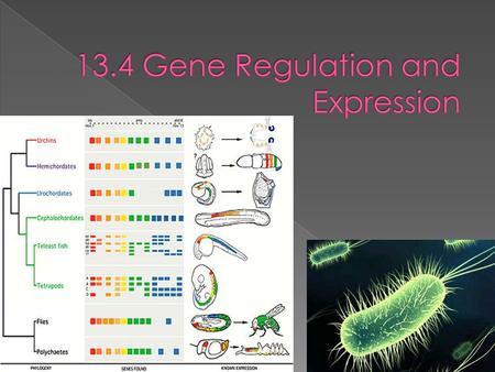 How Does A Cell Know? Which Gene To Express Which Gene To Express& Which Gene Should Stay Silent? Which Gene Should Stay Silent?