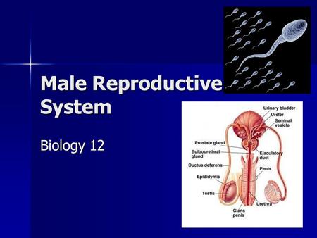 Male Reproductive System