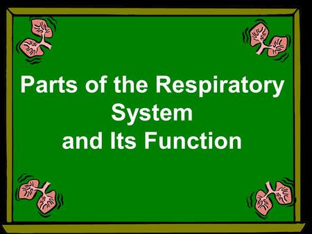 Parts of the Respiratory System and Its Function