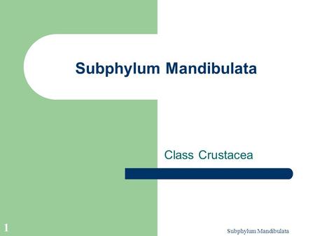 Subphylum Mandibulata 1 Class Crustacea. Subphylum Mandibulata 2 All members of this group bear mandibles on the third head segment that are modified.