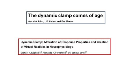 What is the dynamic clamp?