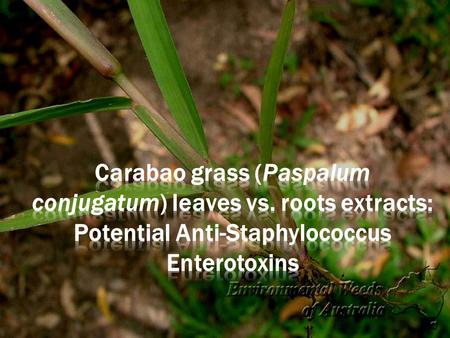 Carabao grass is a vigorous, creeping perennial grass with long stolons (branch) and rooting at nodes (Alberto and Sigua, 2013). Moreover, this grass.