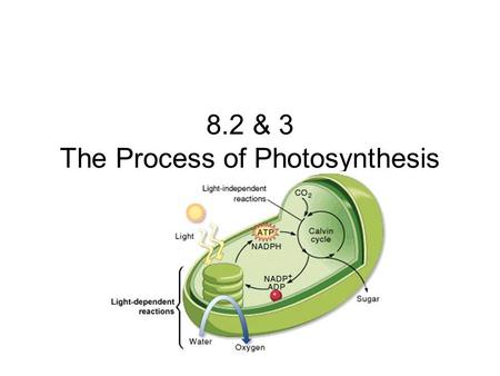 8.2 & 3 The Process of Photosynthesis. Key Questions What happens during the Light Dependent Reactions? What happens during the Light Independent Reactions?