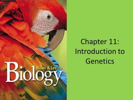 Chapter 11: Introduction to Genetics