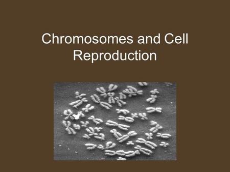 Chromosomes and Cell Reproduction