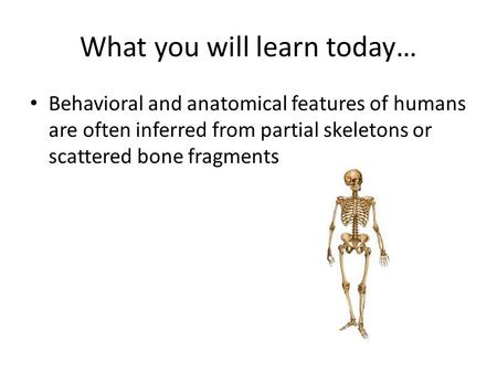 What you will learn today… Behavioral and anatomical features of humans are often inferred from partial skeletons or scattered bone fragments.