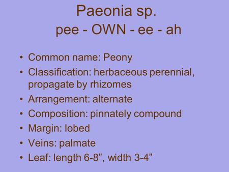 Paeonia sp. pee - OWN - ee - ah Common name: Peony Classification: herbaceous perennial, propagate by rhizomes Arrangement: alternate Composition: pinnately.