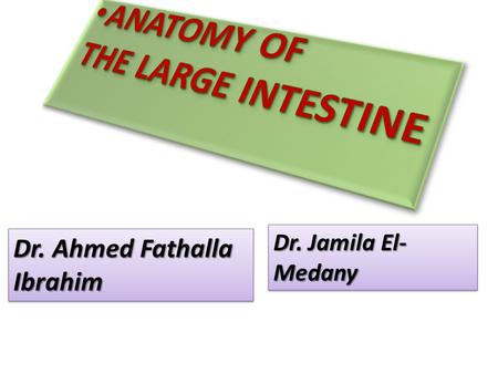 ANATOMY OF THE LARGE INTESTINE