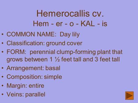 Hemerocallis cv. Hem - er - o - KAL - is COMMON NAME: Day lily Classification: ground cover FORM: perennial clump-forming plant that grows between 1 ½.