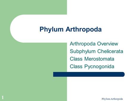 Phylum Arthropoda 1 Arthropoda Overview Subphylum Chelicerata Class Merostomata Class Pycnogonida.