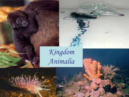 Kingdom Animalia.