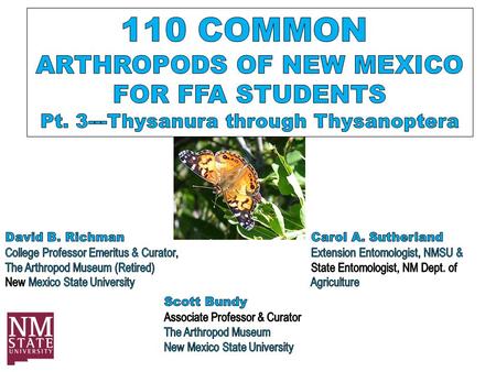 COMMON CLASSES AND ORDERS OF ARTHROPODA V: CLASS INSECTA This is by far the largest class of arthropods – estimated 750,000-1 million+ species worldwide.