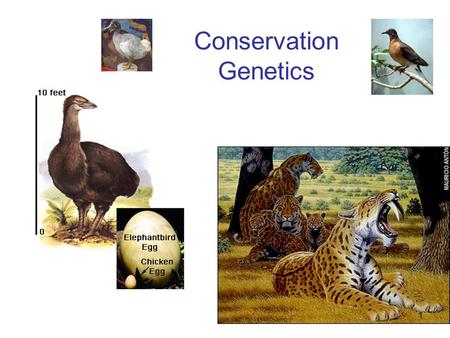 Conservation Genetics