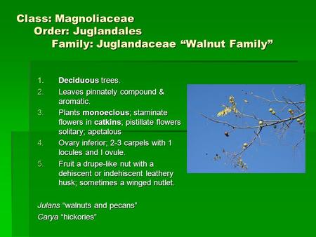 Deciduous trees. Leaves pinnately compound & aromatic.