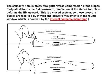 The causality here is pretty straightforward: Compression at the stapes footplate deforms the BM downward, rarefaction at the stapes footplate deforms.