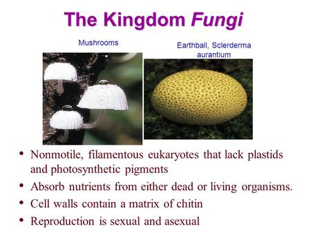 The Kingdom Fungi Nonmotile, filamentous eukaryotes that lack plastids and photosynthetic pigments Absorb nutrients from either dead or living organisms.