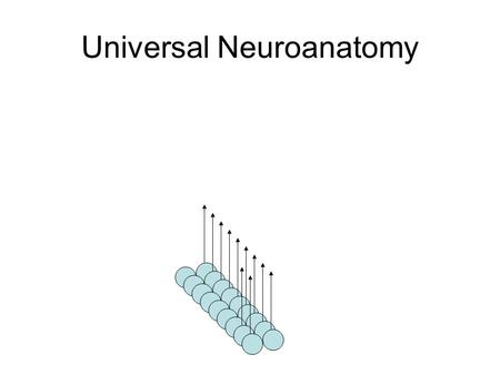 Universal Neuroanatomy. Density of Connections How many connections will it take to link a square with every other square of the same size?