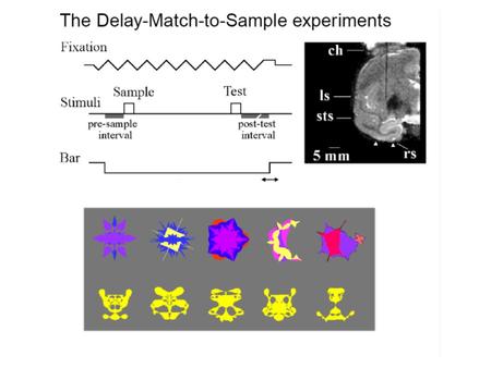 Reverberating activity in the brain Single neuron stimulus selective sustained activity 1s Sample stimulus Test stimulus Delay Delayed matching to sample.