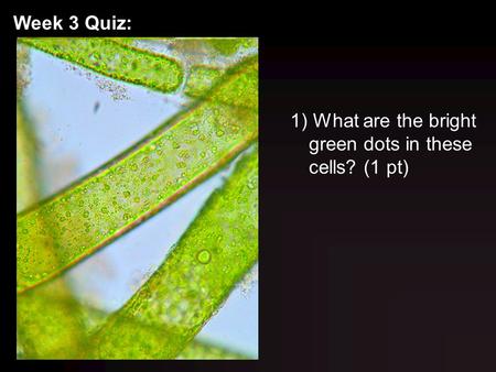 Week 3 Quiz: 1) What are the bright green dots in these cells? (1 pt)