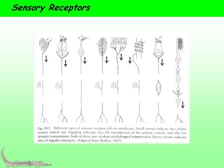 Sensory Receptors This is a sample first topic page.