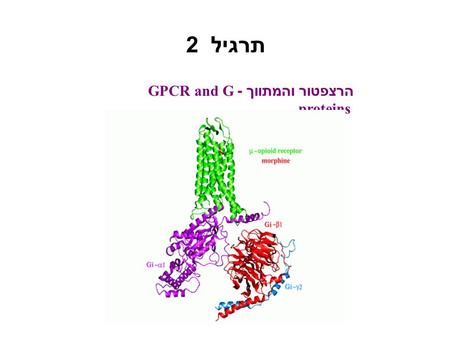 תרגיל 2 הרצפטור והמתווך - GPCR and G proteins. Tyrosine Hydroxylase Dopa decarboxylase Dopamine-  -hydroxylase Norepinephrine- transmethylase Pathway.