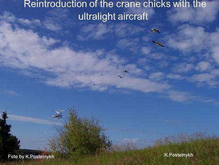 K.Postelnykh Reintroduction of the crane chicks with the ultralight aircraft Foto by K.Postelnykh.