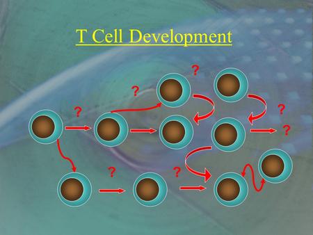 T Cell Development ? ? ? ?? ? ?. Role of the thymus in T cell development Required for T cell development –Neonatal thymectomy –Nude mice Shapes T cell.