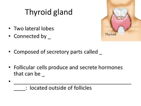 Two lateral lobes Connected by _ Composed of secretory parts called _ Follicular cells produce and secrete hormones that can be _ ________________________________________.