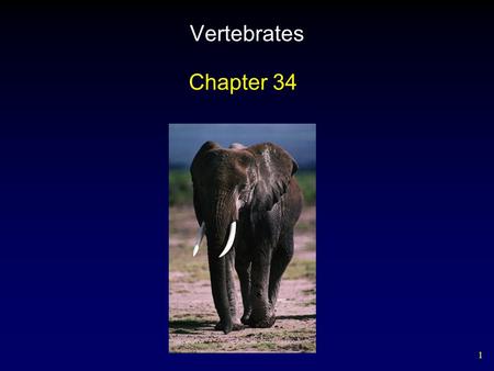 1 Vertebrates Chapter 34. 2 The Chordates Distinguished by four principle features some time in their lives: – nerve cord – notochord – pharyngeal slits.