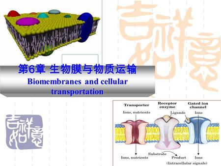 第 6 章 生物膜与物质运输 Biomembranes and cellular transportation.