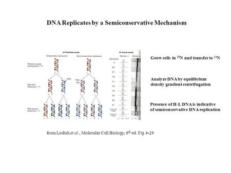 DNA Replicates by a Semiconservative Mechanism Grow cells in 15 N and transfer to 14 N Analyze DNA by equilibrium density gradient centrifugation Presence.