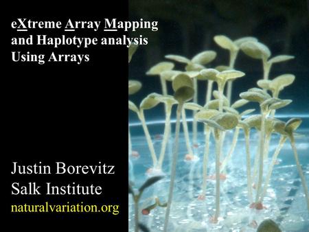 EXtreme Array Mapping and Haplotype analysis Using Arrays Justin Borevitz Salk Institute naturalvariation.org.