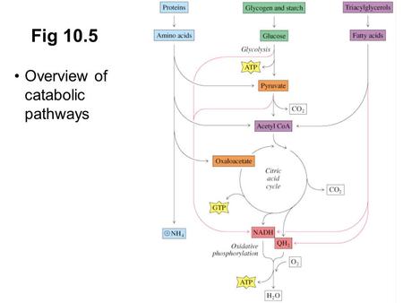 Prentice Hall c2002Chapter 161 Fig 10.5 Overview of catabolic pathways.