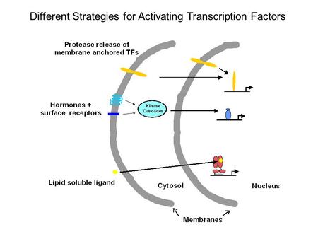 Different Strategies for Activating Transcription Factors.