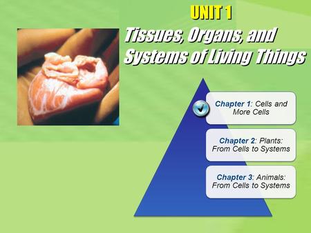 Tissues, Organs, and Systems of Living Things