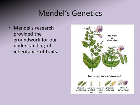 Mendel’s Genetics Mendel’s research provided the groundwork for our understanding of inheritance of traits.