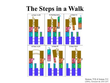 The Steps in a Walk Sherman, W.B. & Seeman, N.C. (2004), NanoLett. 4, 1203-1207.