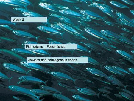 Week 5 Fish origins – Fossil fishes Jawless and cartilagenous fishes.