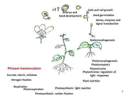 Phytochrome: regulation of