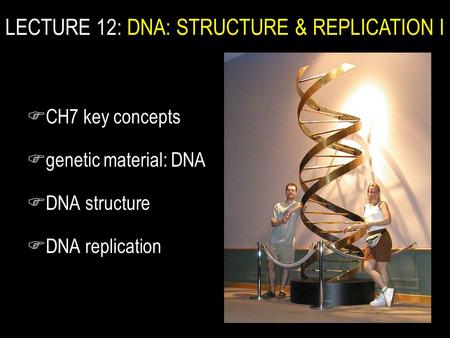 F CH7 key concepts F genetic material: DNA F DNA structure F DNA replication LECTURE 12: DNA: STRUCTURE & REPLICATION I.