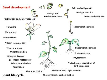 Skotomorphogenesis Seed germination Genes and enzymes Embryo and Seed development Plant life cycle Photomorphogenesis Photoreceptors Phytochrome Cells.