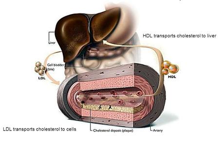 LDL transports cholesterol to cells HDL transports cholesterol to liver.