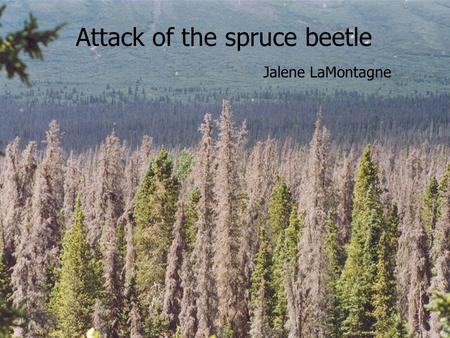 Attack of the spruce beetle Jalene LaMontagne. Mark Andruskiw.