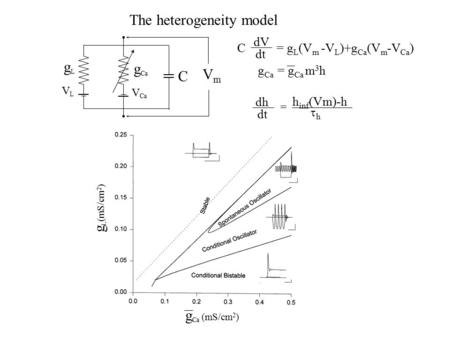 The heterogeneity model gLgL VLVL g Ca V Ca C VmVm C = g L (V m -V L )+g Ca (V m -V Ca ) dV dt g Ca = g Ca m 3 h g Ca (mS/cm 2 ) g L (mS/cm 2 ) dh dt h.