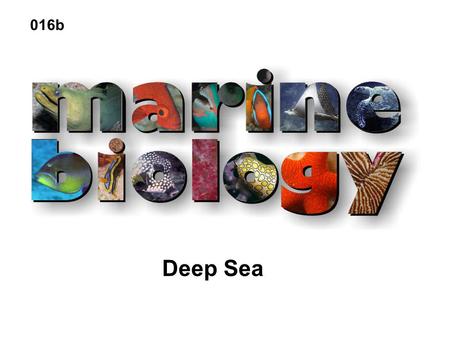 Deep Sea 016b. 100m dysphotic aphotic photic Deep Ocean Characteristics Cold Still Stable Dark Essentially no productivity Sparse Life Extremely high.