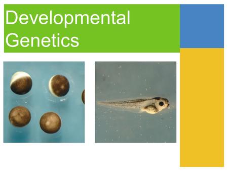 Developmental Genetics. Three Stages of Development division morphogenesis differentiation.